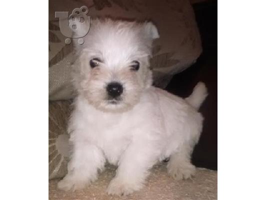 Westy καθαροαιμα ΚΡΗΤΗ dogsmania.gr 6979314054